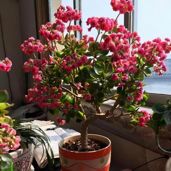 長壽花老樁太難看，其實越老越壯觀，開成小花樹