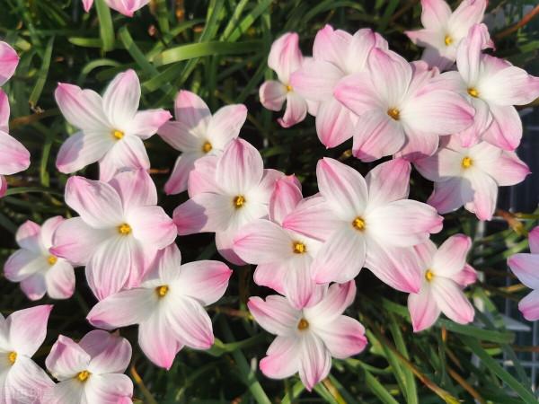 現在逛花市，牢記“8不買”，否則明年沒有花看