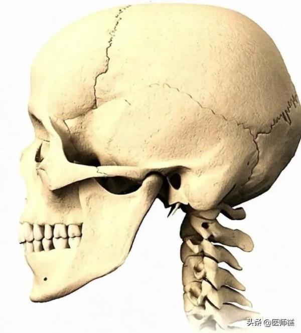 智齒為何總是成年出現?科學家給出結論,下巴空間有限 智齒為何總是成年出現?科學家給出結論,下巴空間有限