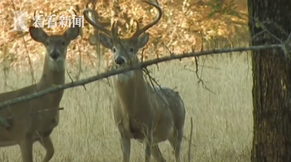 美國愛荷華州超8成白尾鹿感染新冠 可能影響疫情 美國愛荷華州超8成白尾鹿感染新冠 可能影響疫情