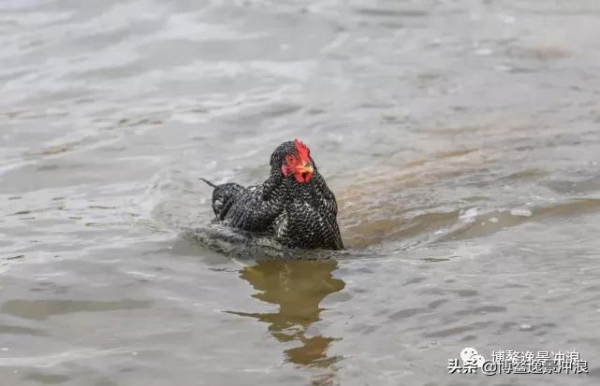 在澳洲，連雞都開始衝浪了
