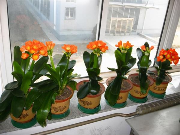 九月逛花市,這些花可以“閉眼入”,都是吉祥好養的“時令花” 九月逛花市,這些花可以“閉眼入”,都是吉祥好養的“時令花”