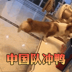 闢謠：貓糧含有動物副產品就是劣質糧？你家貓可能每天都在吃