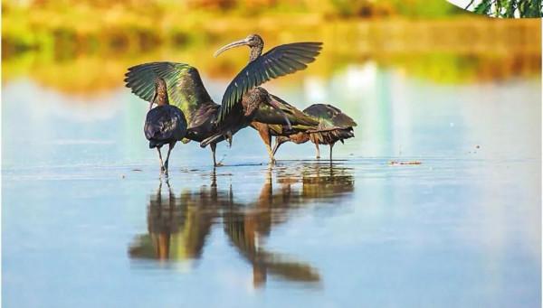 生物多樣性之美 | 百鳥樂園撫仙湖 生物多樣性之美 | 百鳥樂園撫仙湖