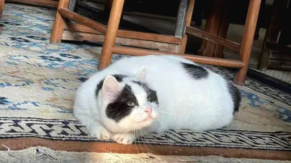 大阿寶：“斜槓青年”歡樂多