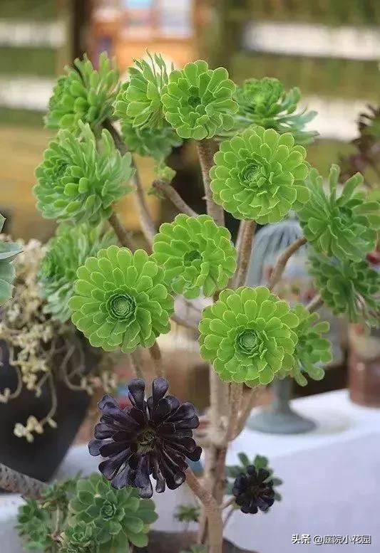 他賣掉城裡的房子，包了個山頭，打造集裝箱陽光房、小木屋、花園