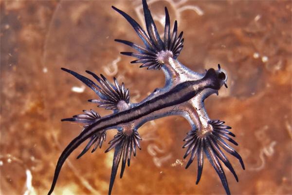 20個關於動物的圖片，居然有長得像綿羊的豬，長見識了