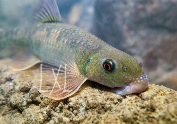 農家父子屋內挖井挖出財富，把家打造成收門票的景點，年入30多萬