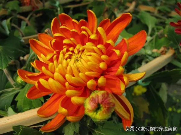 傲霜菊花奪人眼