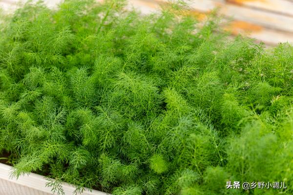 40歲的農民,投資10000元,日賺300,到底是啥生意? 40歲的農民,投資10000元,日賺300,到底是啥生意?