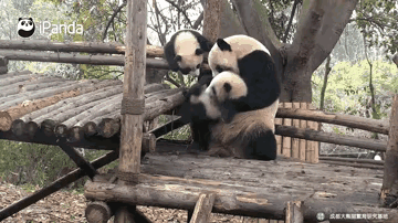 大國寶的這一“摔”像極了白天黑夜抱腸絞痛的娃的我