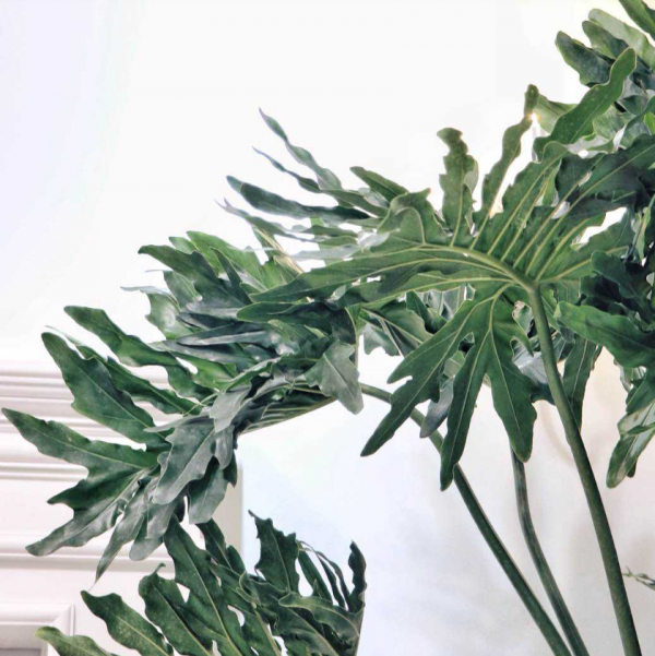 家居必備4種乾淨花，不招蟲易養活，愛乾淨的人都愛養