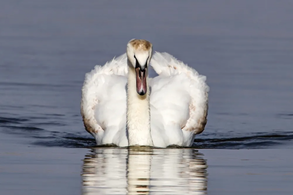 《鄂爾多斯鳥類》鳥種選登-疣鼻天鵝 《鄂爾多斯鳥類》鳥種選登-疣鼻天鵝