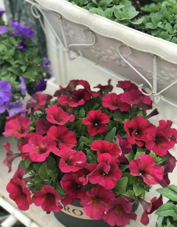 矮牽牛花，要想開花爆盆，就要大剪大修，有舍才有得