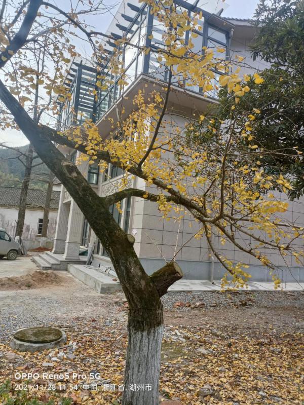 銀杏長廊,燦燦金黃 銀杏長廊,燦燦金黃