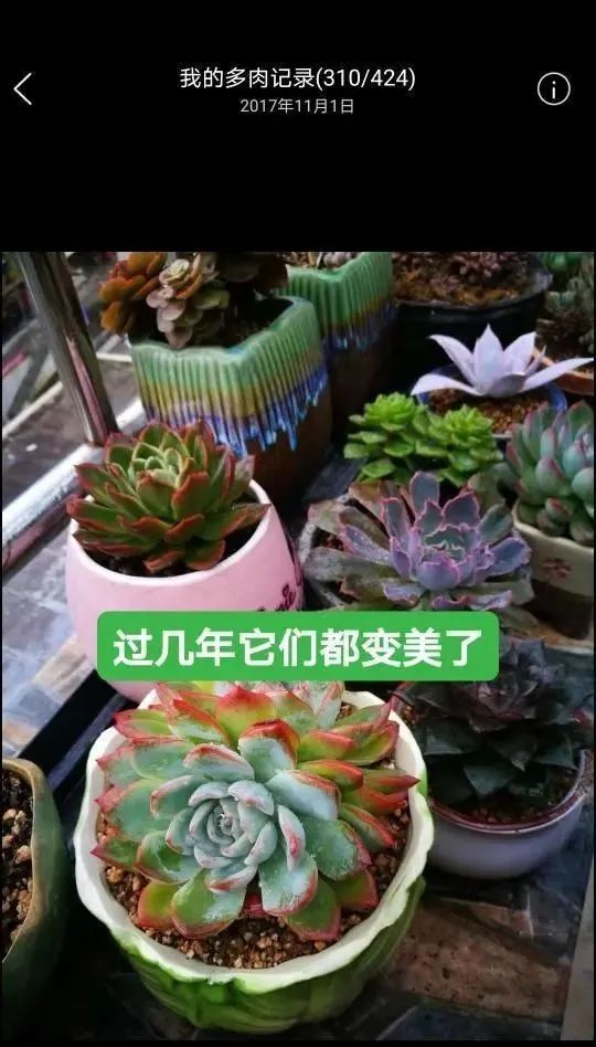 滿園春色：多肉陽光房的美好時光