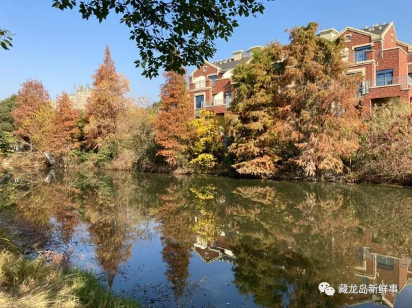江夏藏龍島藏著一條野趣十足的環湖綠道，人少景美！組圖實拍