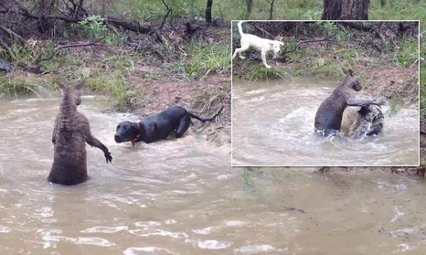 35張罕見的照片，鷹與2只烏鴉2只喜鵲“打群架”，喜鵲與烏鴉一夥