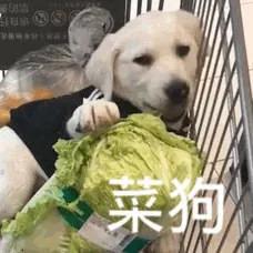 動物表情包