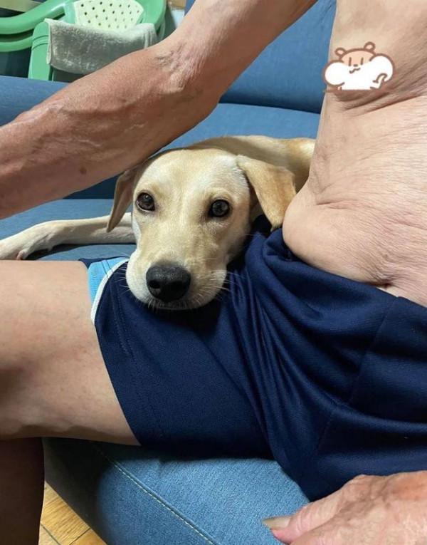 為了不讓爺爺孤單，領養了一條狗狗，半年後：這是喂的豬飼料？