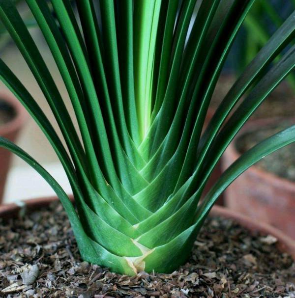 容易因多澆水而死的“18種花”，養不活都是由於手太勤