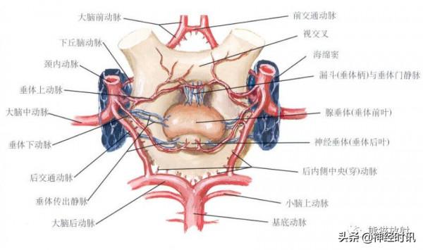 Willis環丨超細解剖+超全變異