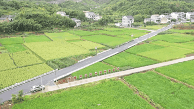 1.8米高,袁隆平試驗田巨型稻在建德掛穗!“禾下乘涼夢”成真 1.8米高,袁隆平試驗田巨型稻在建德掛穗!“禾下乘涼夢”成真