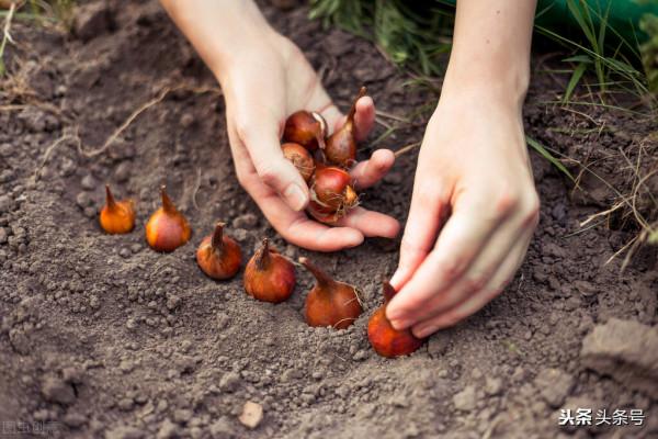 秋季栽培鬱金香，注意這些細節，種球不發黴、不爛球