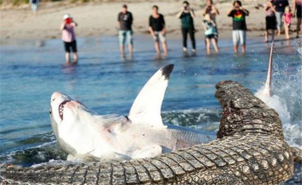 大白鯊能長到2000多公斤,超過最大咸水鱷,它們相遇結果會怎樣? 大白鯊能長到2000多公斤,超過最大咸水鱷,它們相遇結果會怎樣?