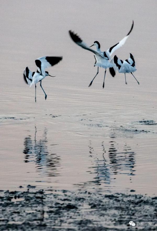日照 · 冬 · “溼地精靈”​ 日照 · 冬 · “溼地精靈”​