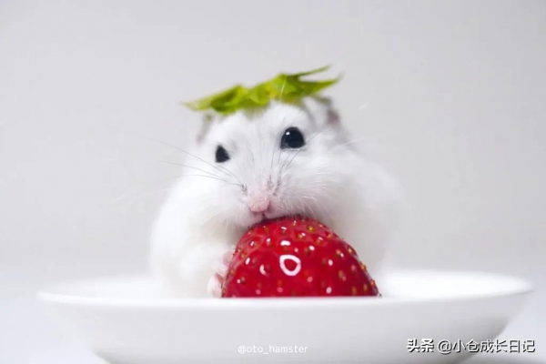 萌到心化！！這隻小精靈一樣的倉鼠讓人瘋狂心動...