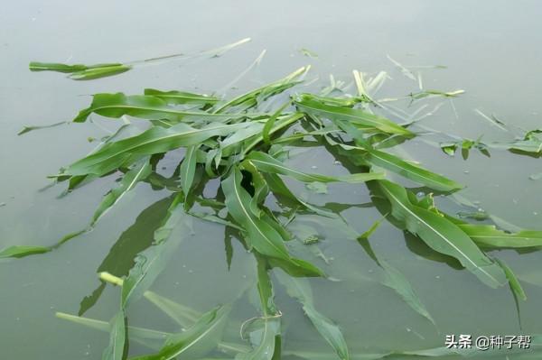 高產墨西哥玉米草，開春就能種，一年割8茬，高溫下畝產30噸鮮草