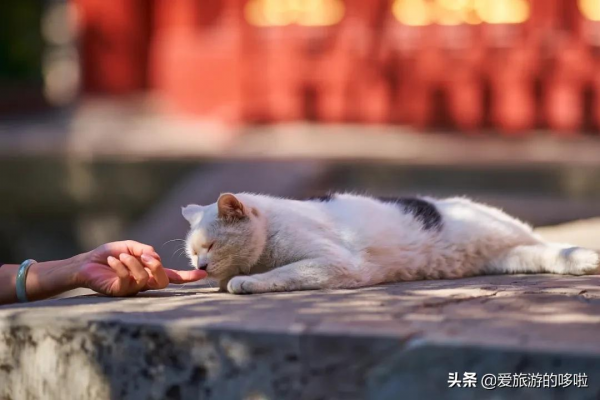 看展喝咖啡、賞壁畫、聽古樂…這座城市的寺廟也太厲害了吧