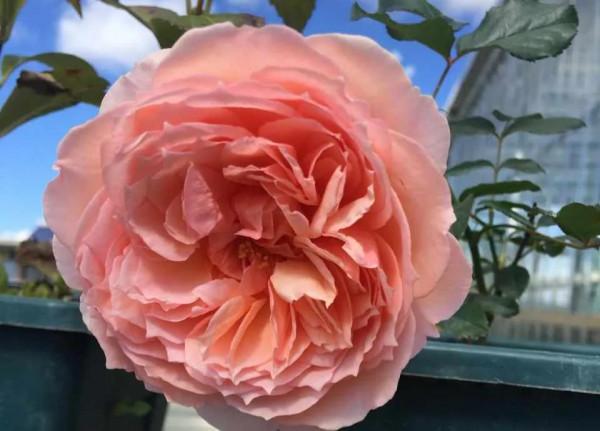 冬天養這3種花,別光顧著催花,養根才是“正經事” 冬天養這3種花,別光顧著催花,養根才是“正經事”