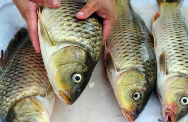 這4種魚平時儘量少吃,或對身體不利,來看下 這4種魚平時儘量少吃,或對身體不利,來看下