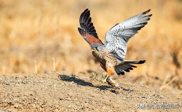 體型最小的猛禽——紅隼