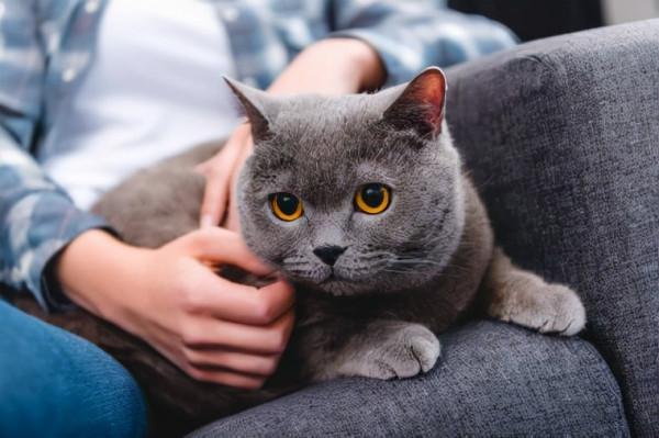 這幾種貓“沒有攻擊性”，非常溫順，適合有小孩的家庭養