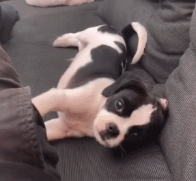 狗子用實力詮釋，什麼叫“百蟄不撓”