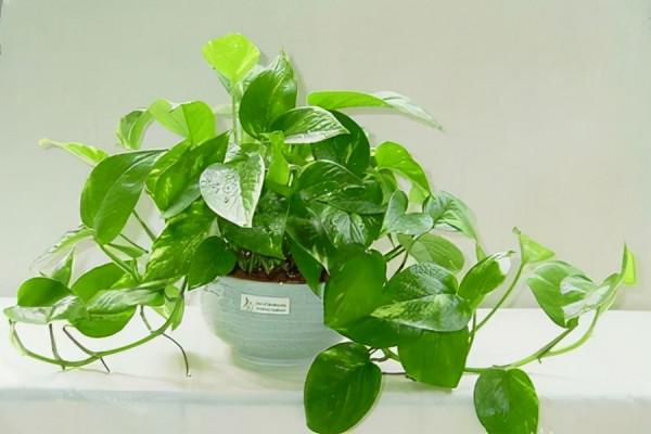 4種花要想長得好，扦插方法不能錯，否則一年不開花