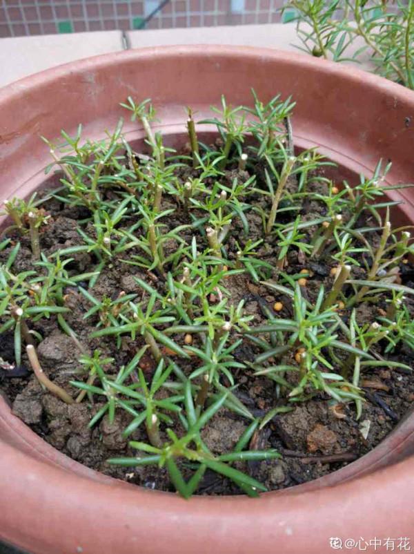 6種花別養老樁,越老越不開花,趕緊扦插備份 6種花別養老樁,越老越不開花,趕緊扦插備份