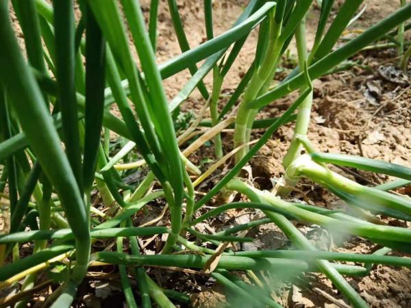 移栽大蔥，為何將蔥秧曬一曬再定植？難道趁鮮移栽不好嗎