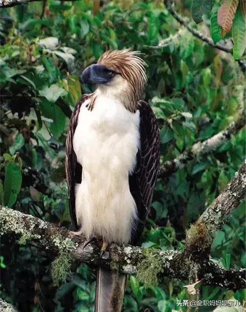 分享——稀奇古怪的鳥