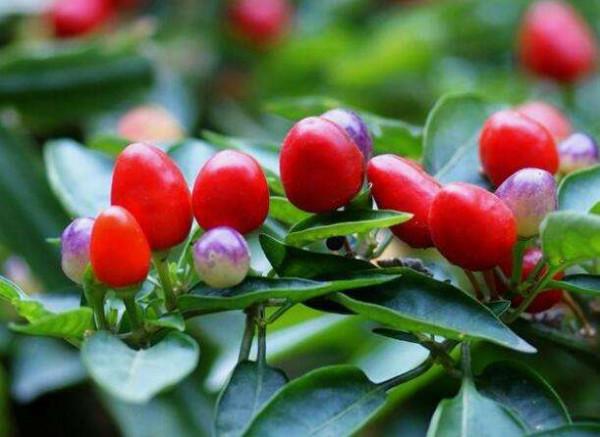 醬泡五彩椒怎樣做脆辣入味不軟癟？醬香濃郁，好吃到能當零食吃