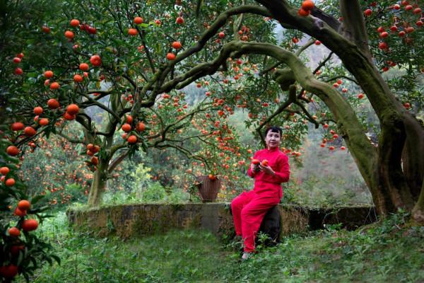橘子紅了的時候 橘子紅了的時候