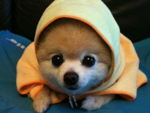 大型犬到底吃的多不多？真相在這裡都揭露啦