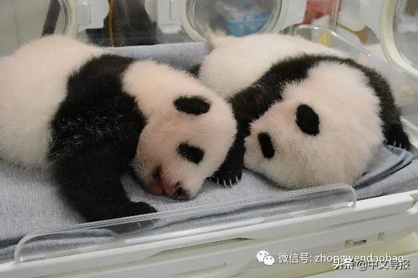 旅日雙胞胎大熊貓名字定了:“曉曉”和“蕾蕾” 旅日雙胞胎大熊貓名字定了:“曉曉”和“蕾蕾”