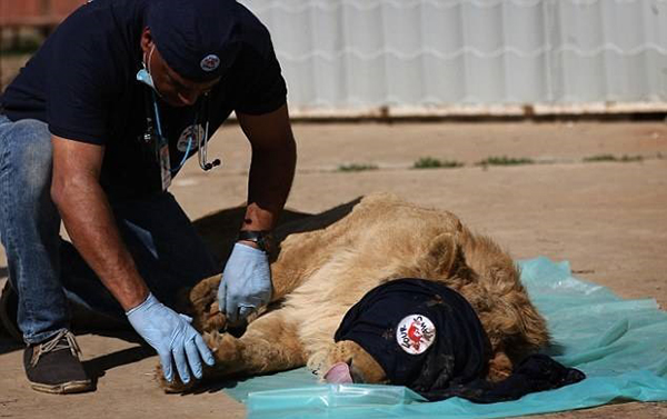 麻醉虎豹等大貓需要注意什麼？專家：要矇眼睛，它們愛記仇