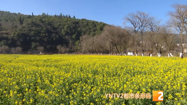 美！金燦燦一大片！油菜花海已上線