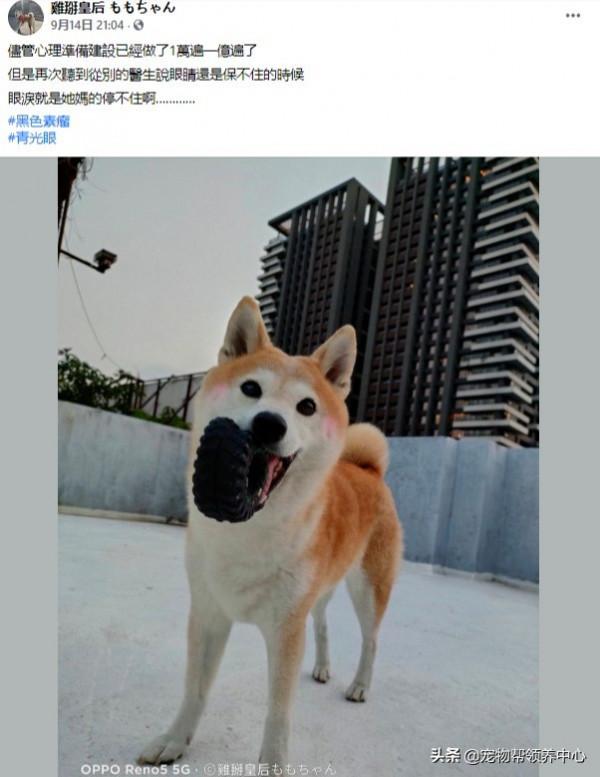 柴犬突發急性青光眼,主人忍痛做摘除眼球手術:從此我當你的眼睛 柴犬突發急性青光眼,主人忍痛做摘除眼球手術:從此我當你的眼睛