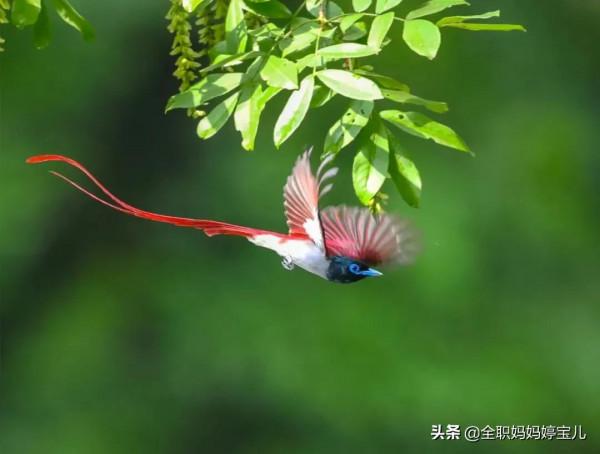 分享——超美壽帶鳥